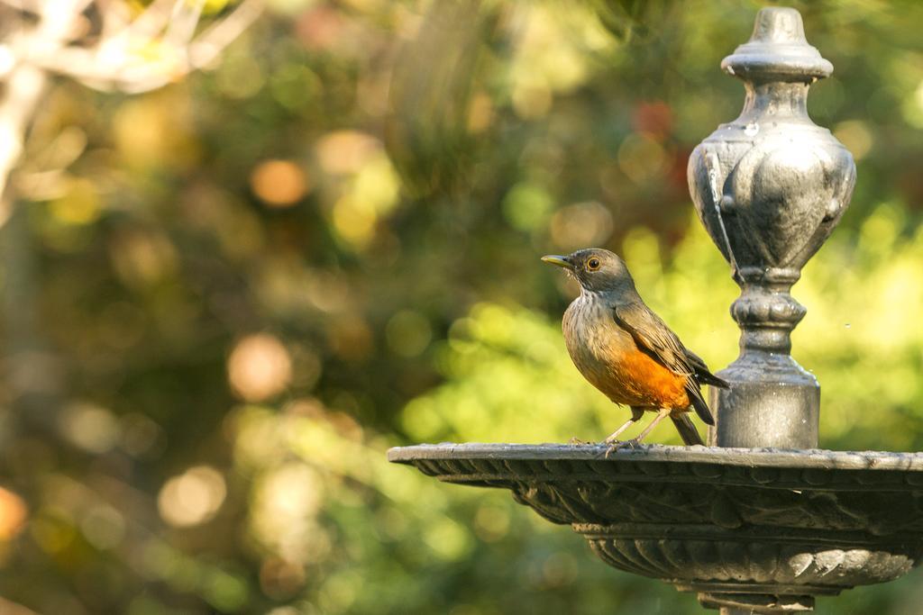 Hotel Belmont House Montevideo Zewnętrze zdjęcie